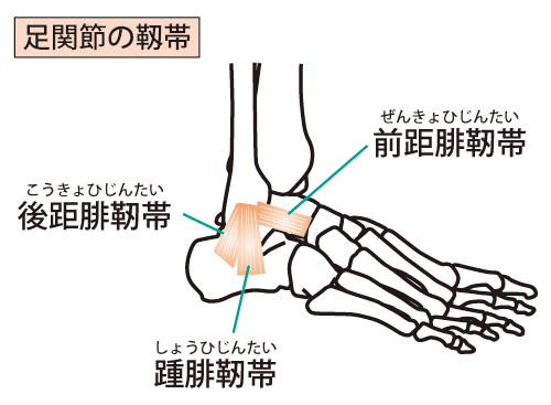 足関節靭帯の構造